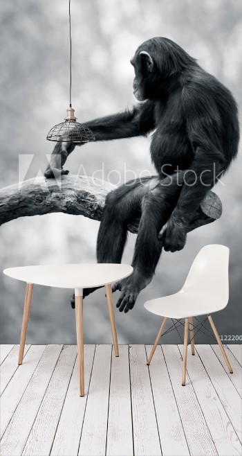 Picture of Chimpanzee VI